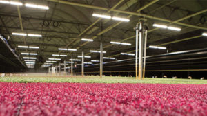 Greenhouse Lighting Education Like You’ve Never Seen Before