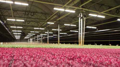 Soli Organic Building New Indoor Organic Farm in San Antonio