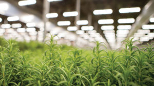 Shenandoah Growers Opens New Biofarm for Indoor Herb Production