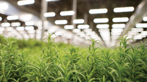 Shenandoah Growers Opens New Biofarm for Indoor Herb Production