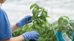 Shenandoah Growers Sets Sights High on New Indoor Biofarm Project