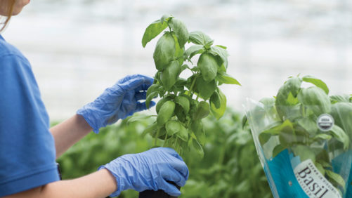 Shenandoah Growers Sets Sights High on New Indoor Biofarm Project