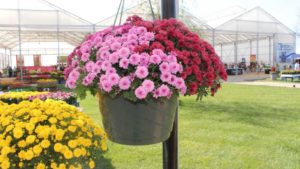 Ball Seed Unveils New Mum Growth Tool, Forges ForemostCo Partnership