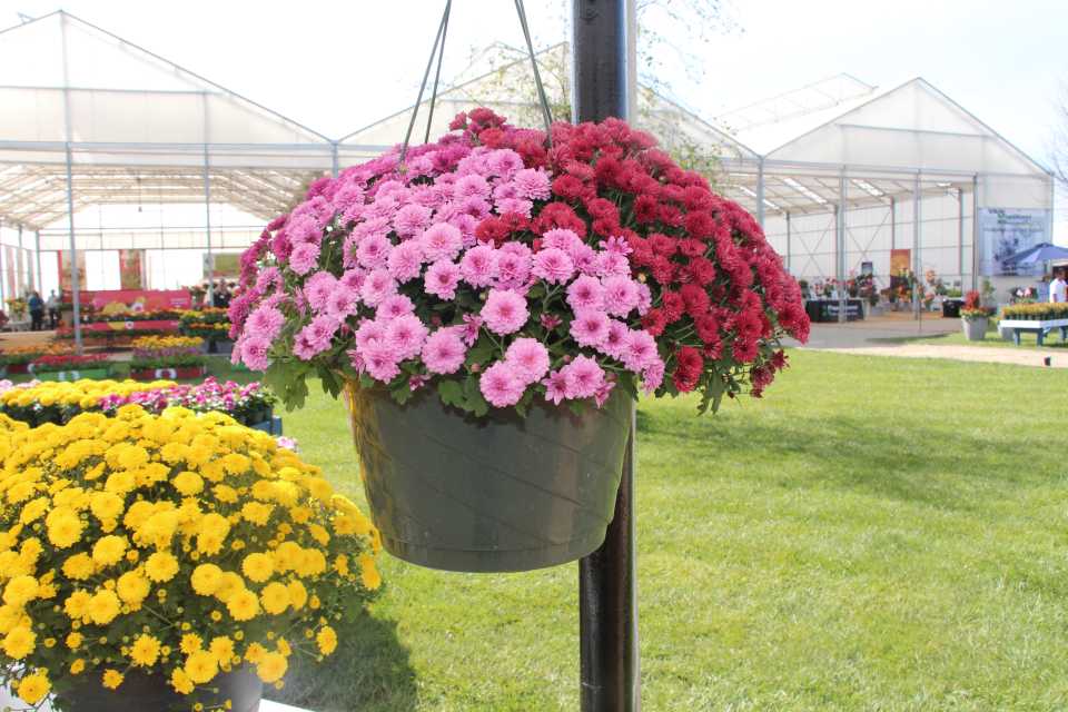 decorative indoor plant pots Pre-potted Plant in Decorative Container  Mill Creek Gardens