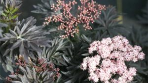 Check Out the Top Varieties On Display at Farwest 2017