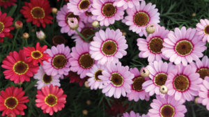 Breeders Open Availability for Unrooted Cuttings; Here’s How Growers Will Benefit