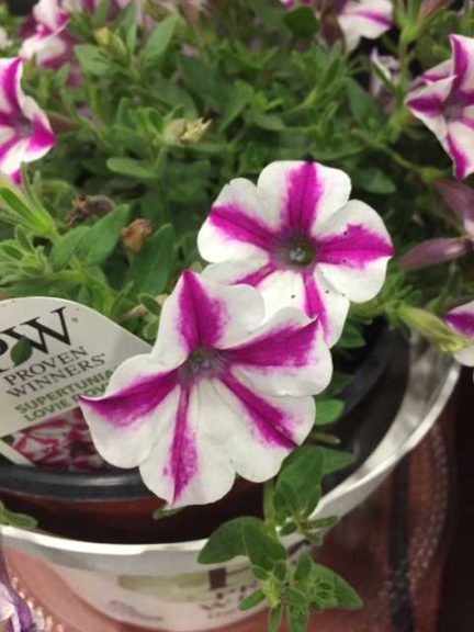 Supertunia 'Lovie Dovie' Petunia (Proven Winners)