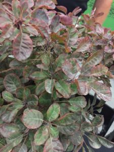 Vaccinium Blueberry 'Cabernet Splash' (Briggs Nursery)