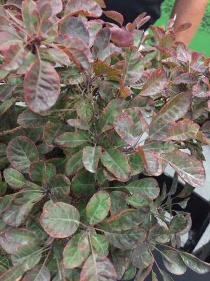 Vaccinium Blueberry 'Cabernet Splash' (Briggs Nursery)