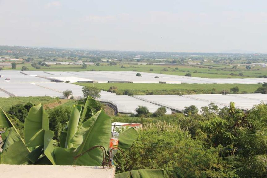 Vivero Internacional