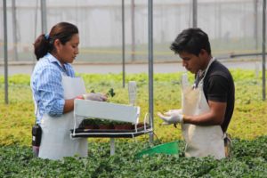 Vivero Internacional