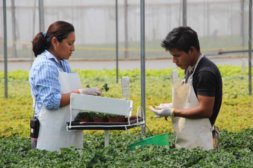 Vivero Internacional