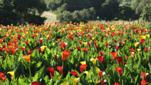 Coastal Callas Is a Dream Fulfilled for Founder Adrian Espinoza