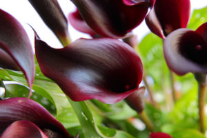 Coastal Callas