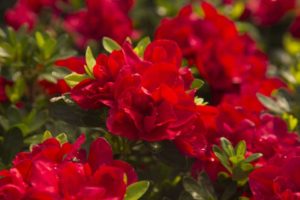 Azalea ‘Encore Autumn Bonfire’ (Encore Azalea)