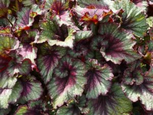 Begonia T Rex Series (Terra Nova Nurseries)