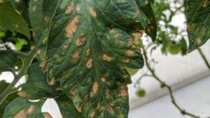 How One Grower is Battling Botrytis with a New Biological