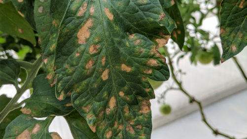 How One Grower is Battling Botrytis with a New Biological