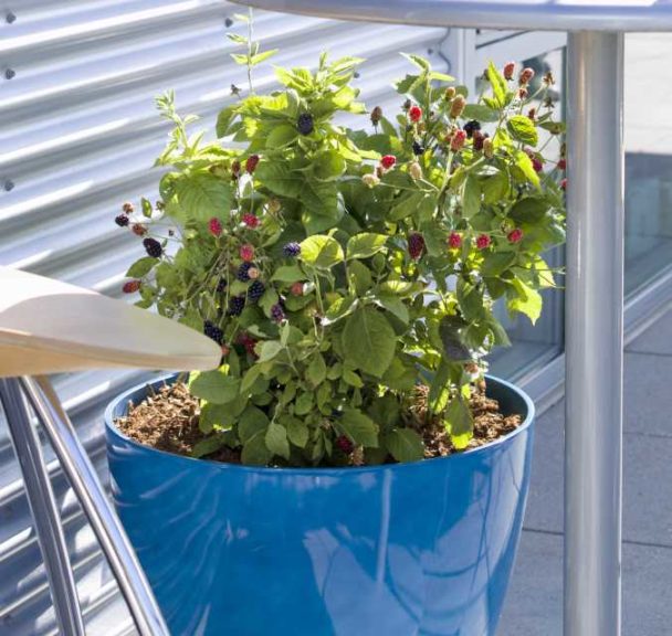 Blackberry ‘Bushel and Berry Baby Cakes’ (Star Roses & Plants)