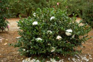 Camellia sasanqua ‘October Magic White Shi-Shi’ (Plants Nouveau)