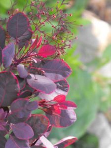 Cotinus coggygria ‘Lilla’ (Cultivaris)