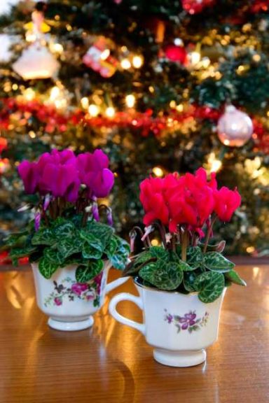 Cyclamen ‘Micro Orchid’ and ‘Micro Red Improved’ (Sakata Ornamentals)