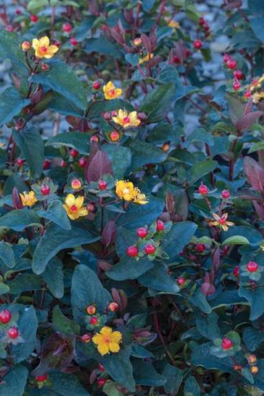 Hypericum × inodorum ‘FloralBerry Sangria’ (Monrovia)