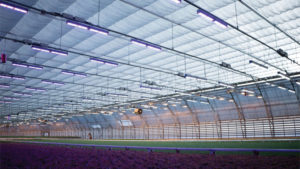 Solving Greenhouse Lighting Issues With New Research and Innovation