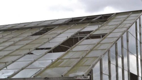 How to Deal With Common Greenhouse Maintenance Issues