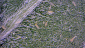 Key Insects to Monitor in Greenhouse Hemp