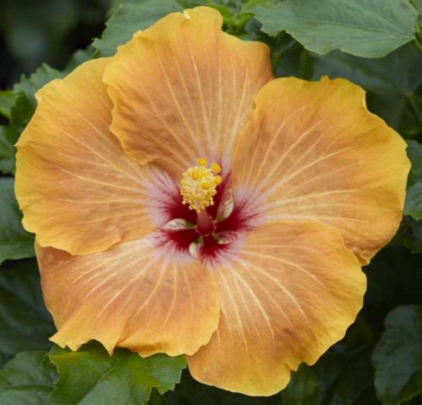 Hibiscus ‘Hollywood Gold Digger’ (J. Berry Nursery) 