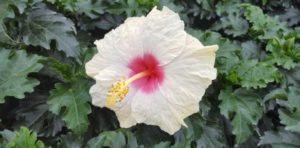 Hibiscus ‘Tradewinds Ivory Wind’ (Keepsake Plants)