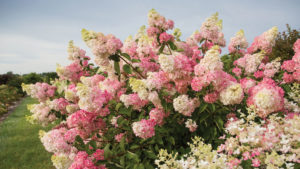 Woody Ornamentals Market Set for Growth