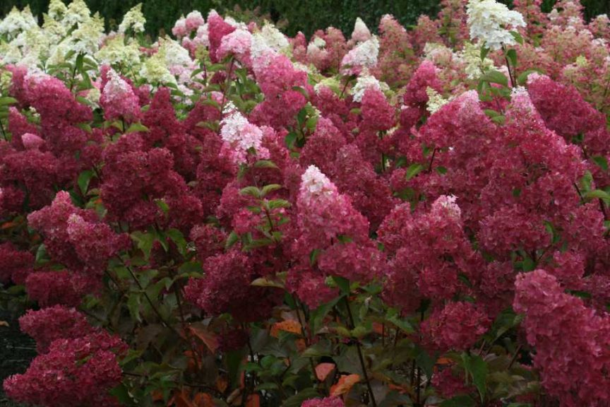 Hydrangea 'First Editions Berry White' (Bailey Nurseries)
