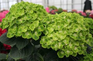 Hydrangea ‘Everlasting Green Cloud’ (Plants Nouveau)