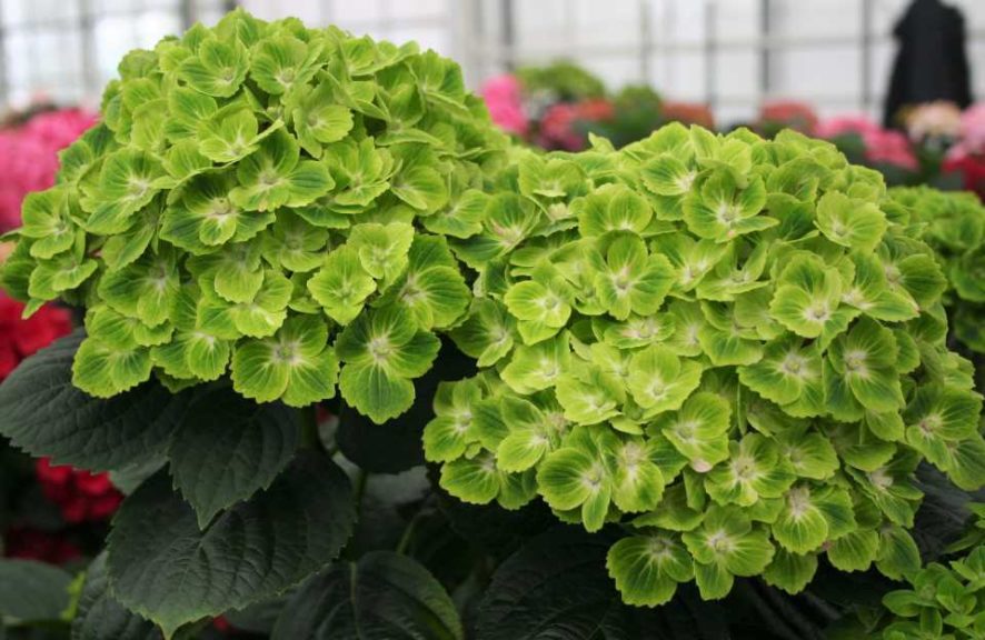 Hydrangea ‘Everlasting Green Cloud’ (Plants Nouveau)