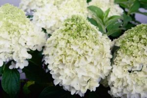Hydrangea ‘White Wedding’ (Sunset Western Garden Collection/Southern Living Plant Collection)