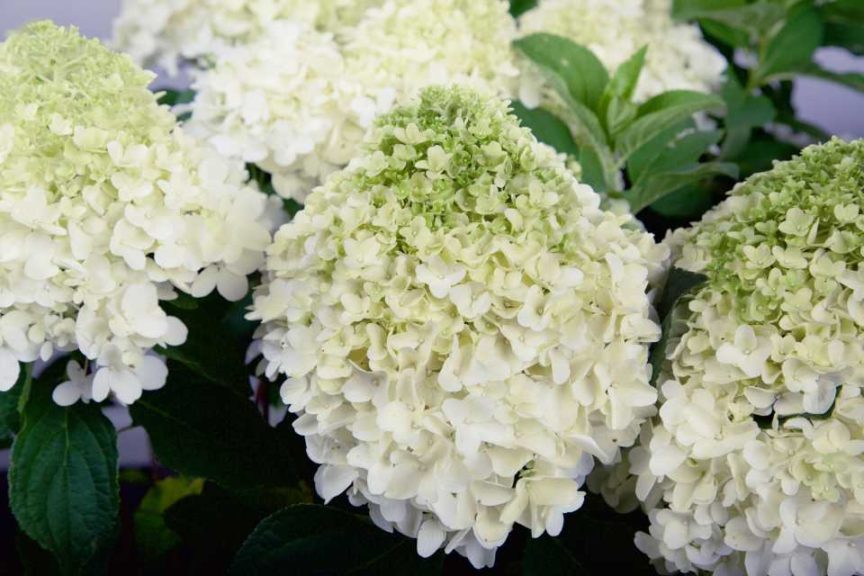 Hydrangea ‘White Wedding’ (Sunset Western Garden Collection/Southern Living Plant Collection)