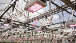 Greenhouse Lighting Suppliers Focused on Efficiency and Flexibility