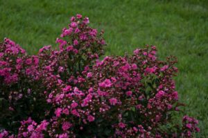 Lagerstroemia ‘Barista Cool Beans’ (Walters Gardens)