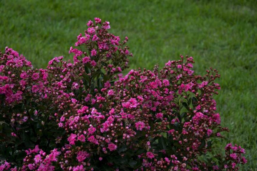 Lagerstroemia ‘Barista Cool Beans’ (Walters Gardens)