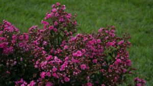 14 New Shrubs With Fringe Benefits