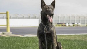 NatureFresh Farms Uses Pest-Detecting Dog to Sniff out Pepper Weevil