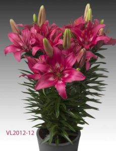 New Asiatic Lily Series (Flamingo Holland) 