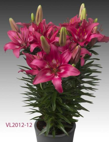 New Asiatic Lily Series (Flamingo Holland) 