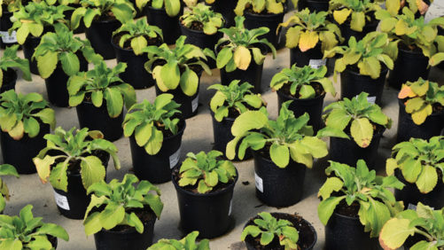 Herbaceous Perennial Nutrition: What You Need to Know