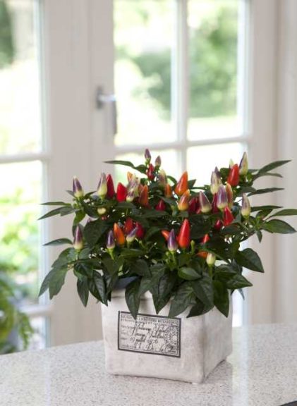 Ornamental Pepper ‘Acapulco Multicolor’ (PanAmerican Seed) 