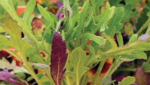 Bone Up on Plant Nutrition With a New Online Class