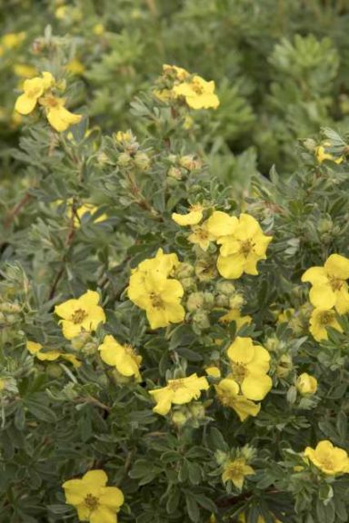 Potentilla fruticosa ‘CheeseHead’ (Monrovia)