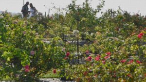 Rose Rosette Update: Research into Detection and Management Continues